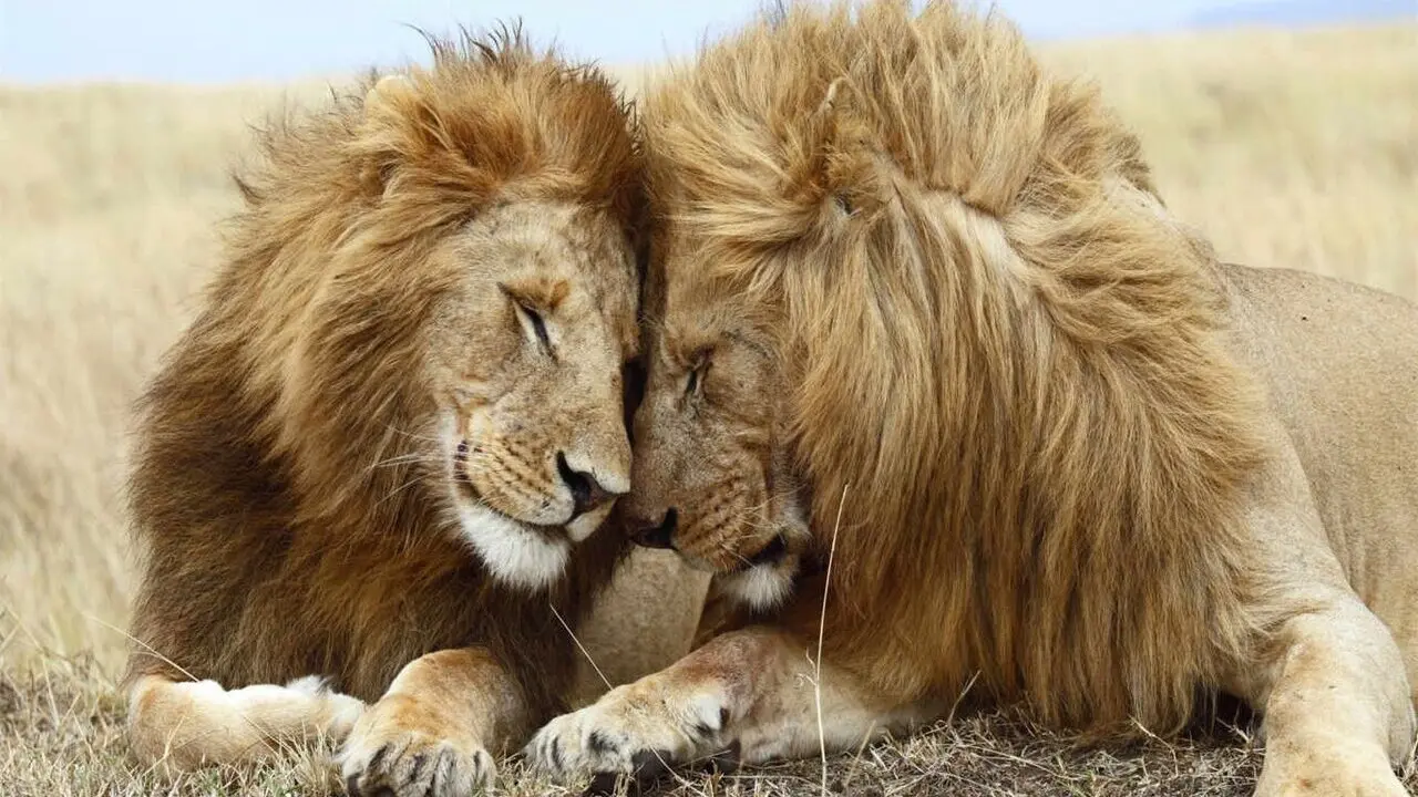 Second Nature: Gender and Sexuality in the Animal World backdrop